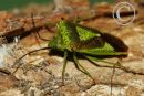 Hawthorn Shield Bug.